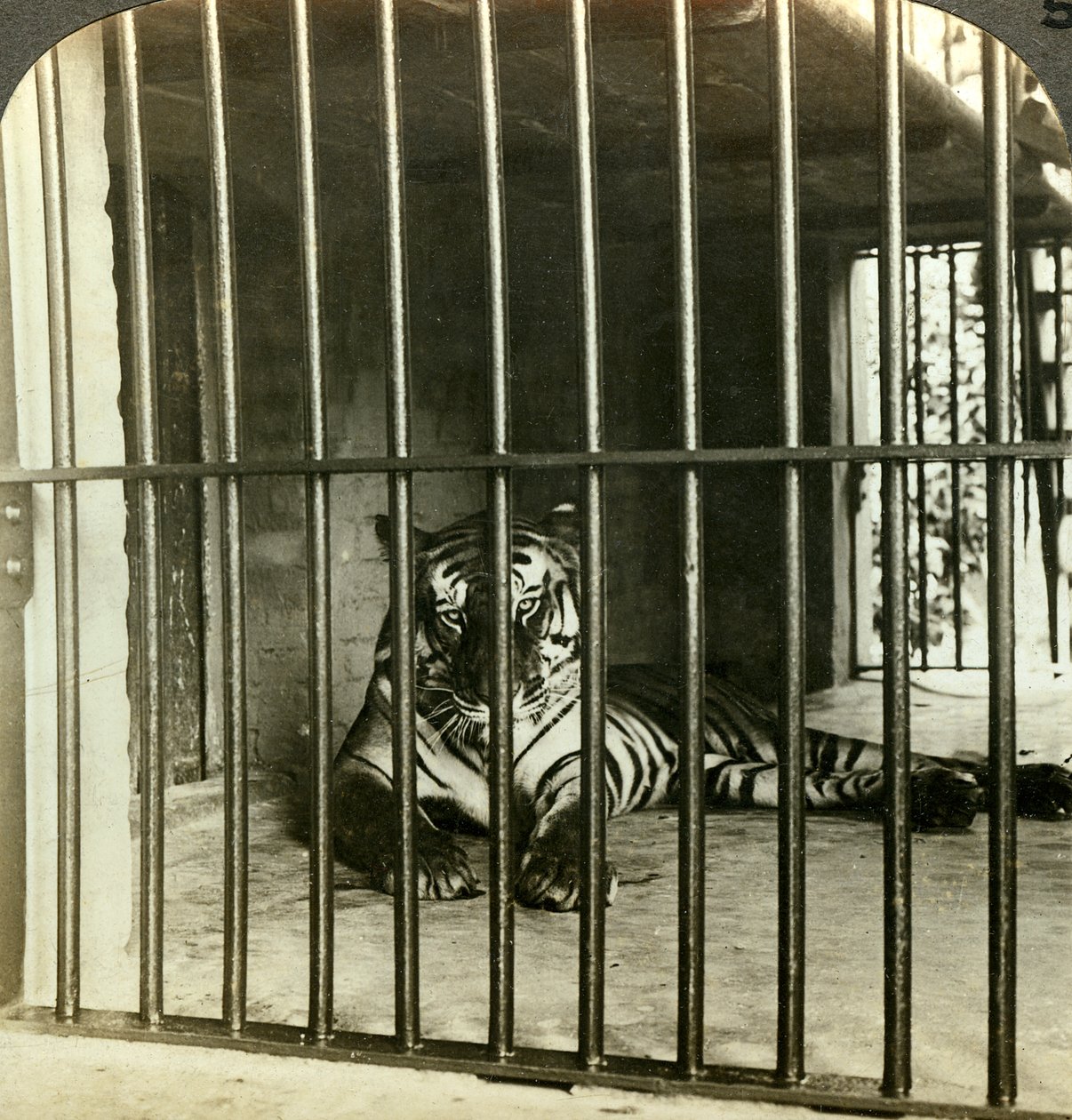 Captured man-eating tiger blamed for 200 deaths, Calcutta, India, c1903 by Underwood and Underwood