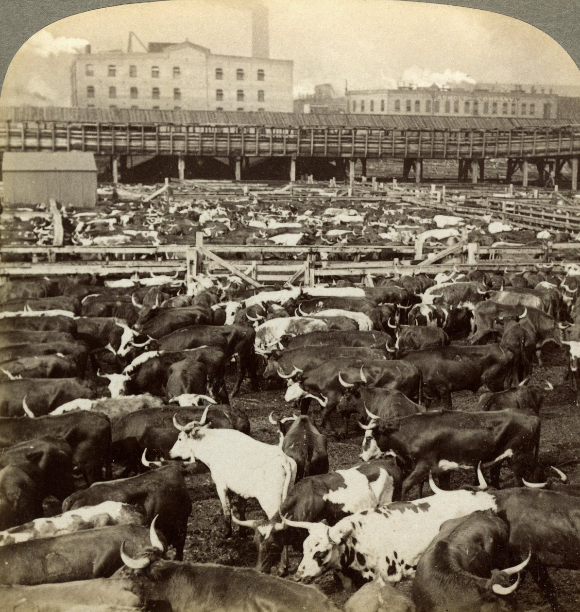 Cattle, Great Union Stock Yards, Chicago, Illinois, USA by Underwood and Underwood