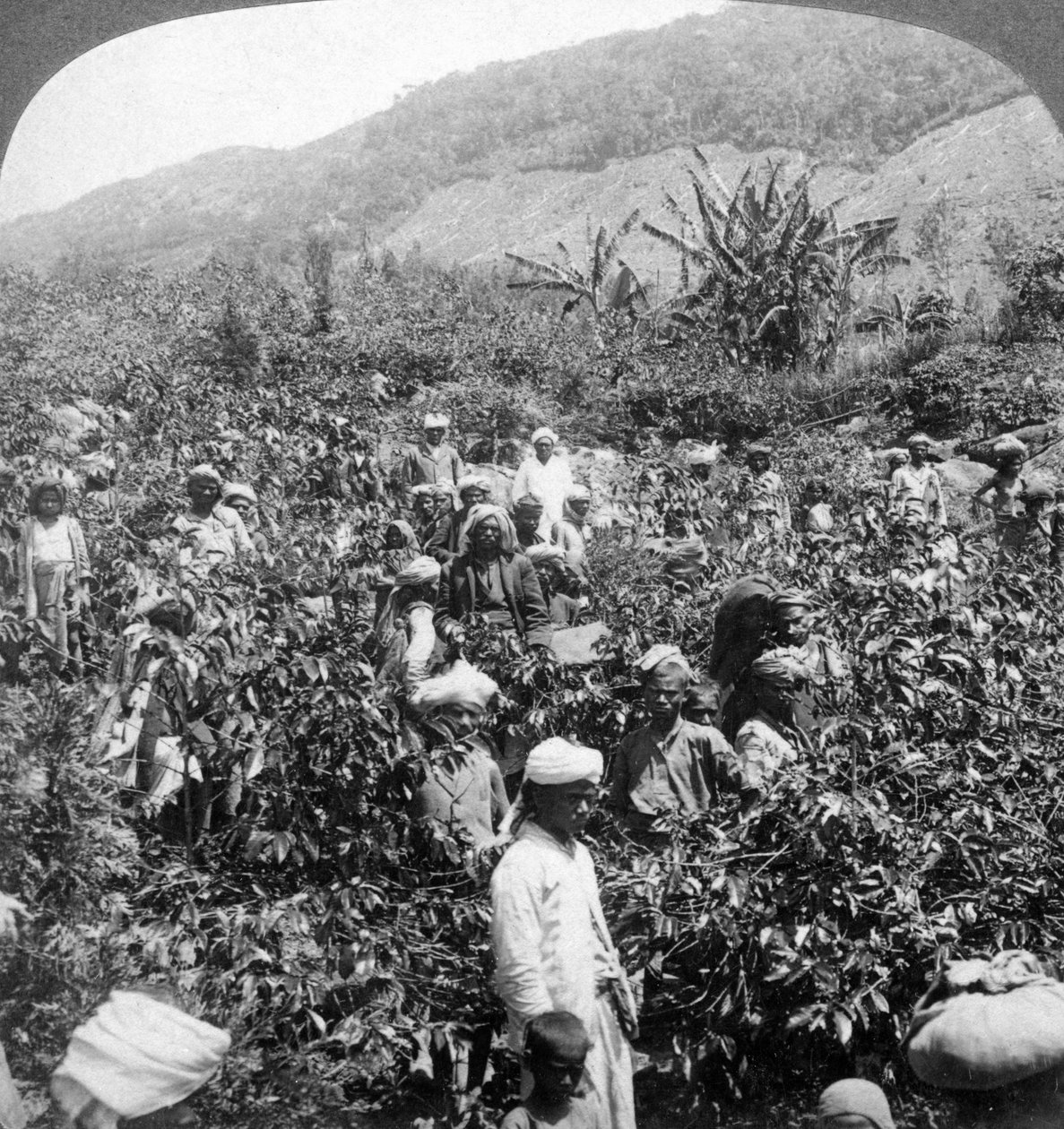 Coffee picking on Sir Thomas Lipton