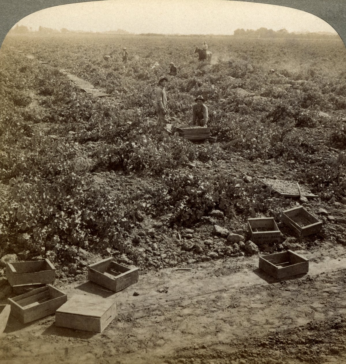 Drying Raisins, Fresno, San Joaquin Valley, California, USA by Underwood and Underwood