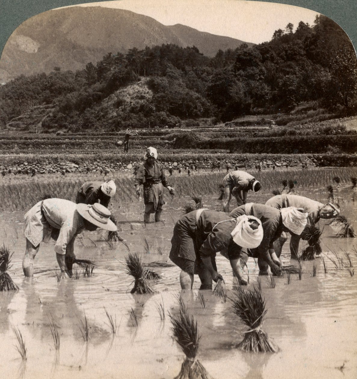 Farm labourers transplanting rice shoots near Kyoto, Japan, 1904 by Underwood and Underwood