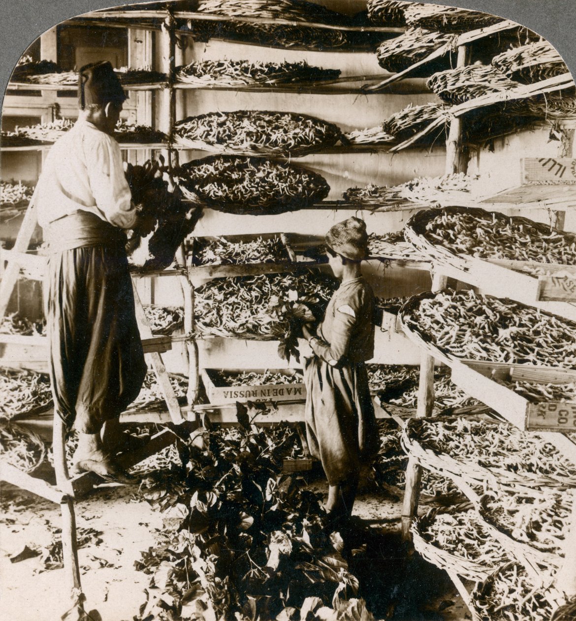 Feeding silk worms their breakfast of mulberry leaves, Lebanon mountains, Syria by Underwood and Underwood