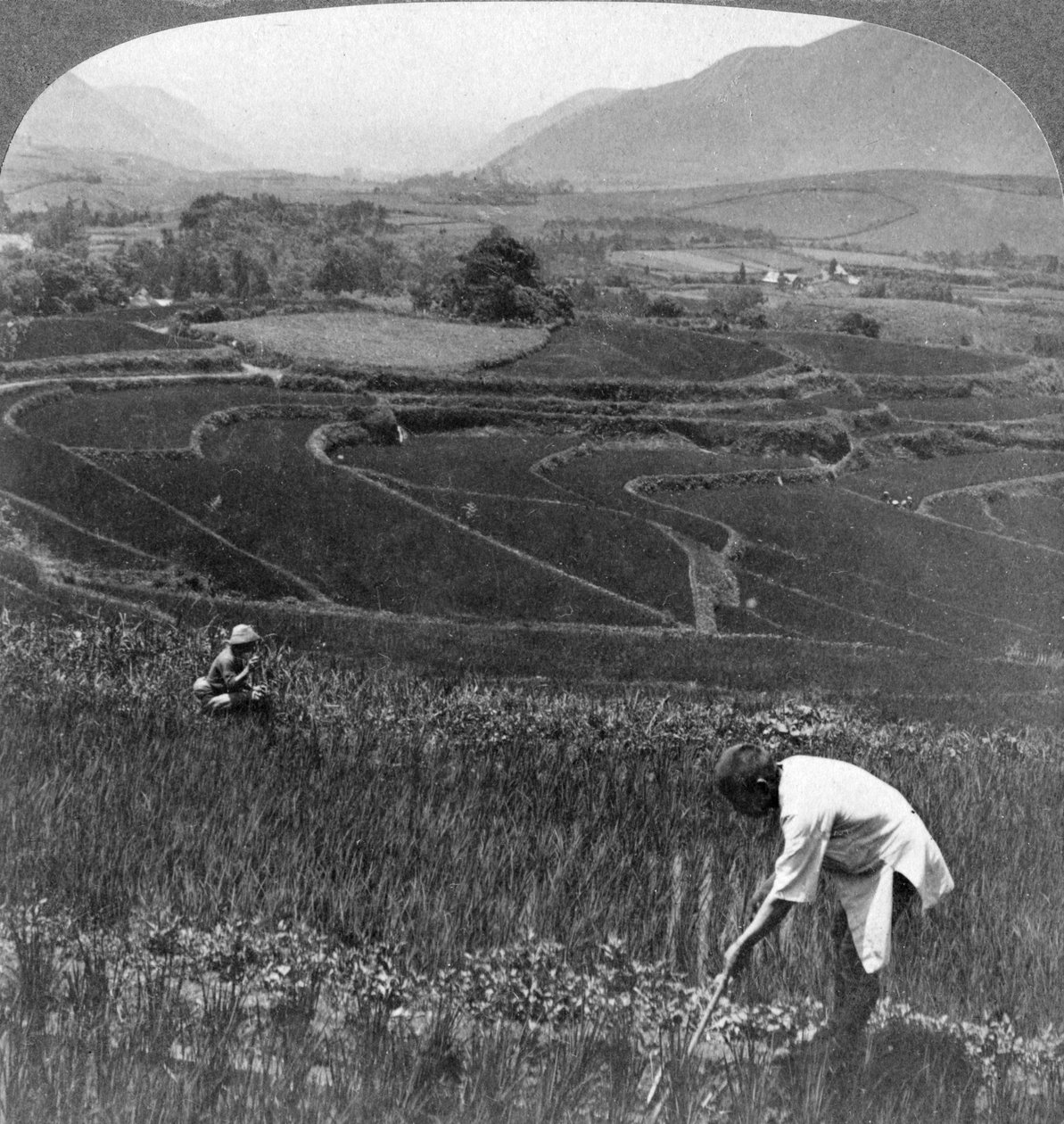 Fertile Rice Fields in the Old Crater of Aso-San, Japan by Underwood and Underwood