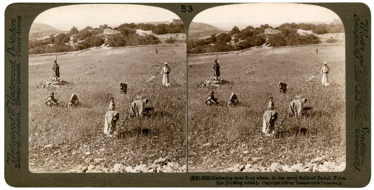 Gathering tares from wheat in the stony fields of Bethel Baytin, Palestine, 1900 by Underwood and Underwood