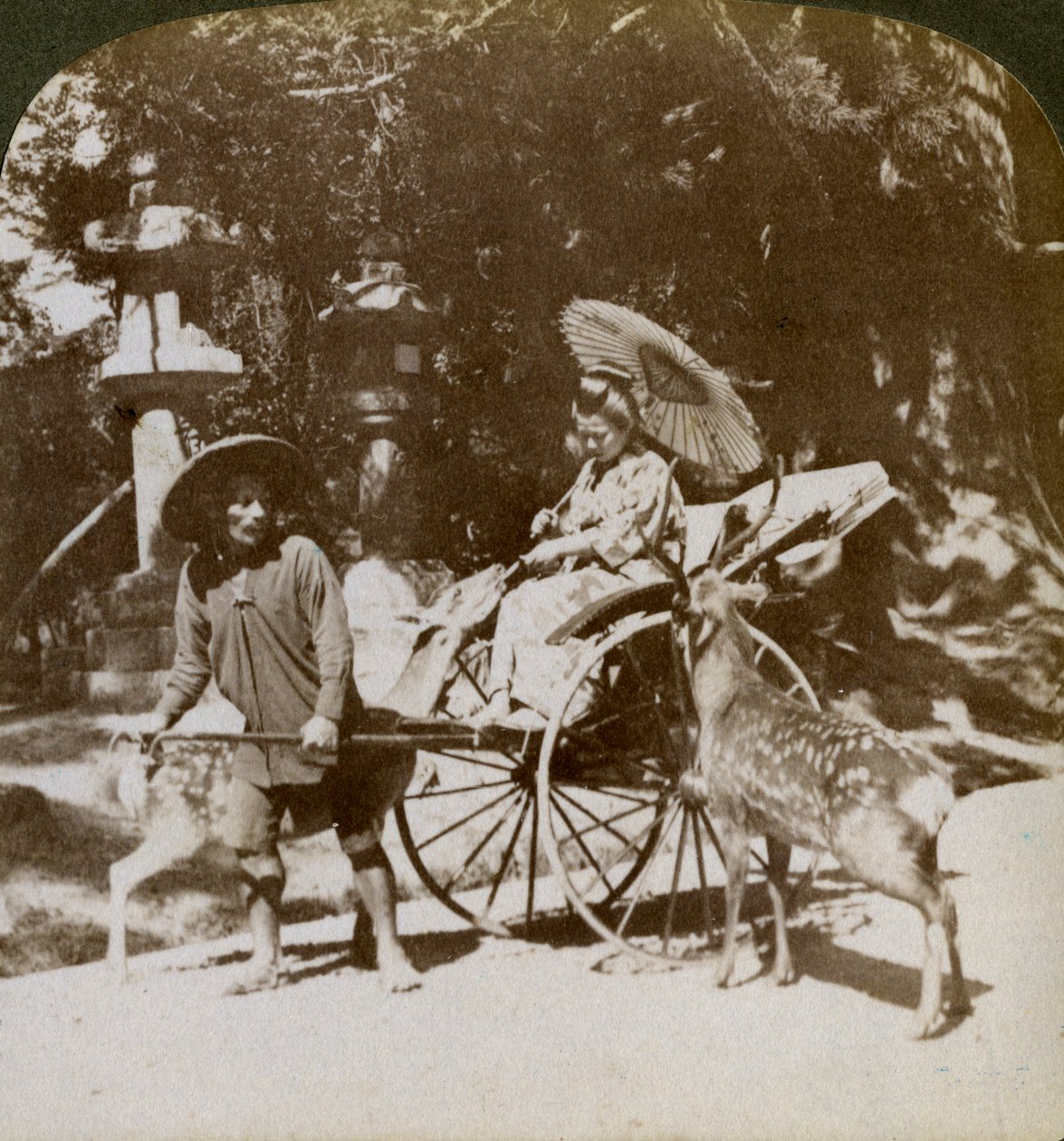 Girl Feeding Sacred Deer on Her Way to Prayers, Grounds of Kasuga Temple, Nara, Japan by Underwood and Underwood