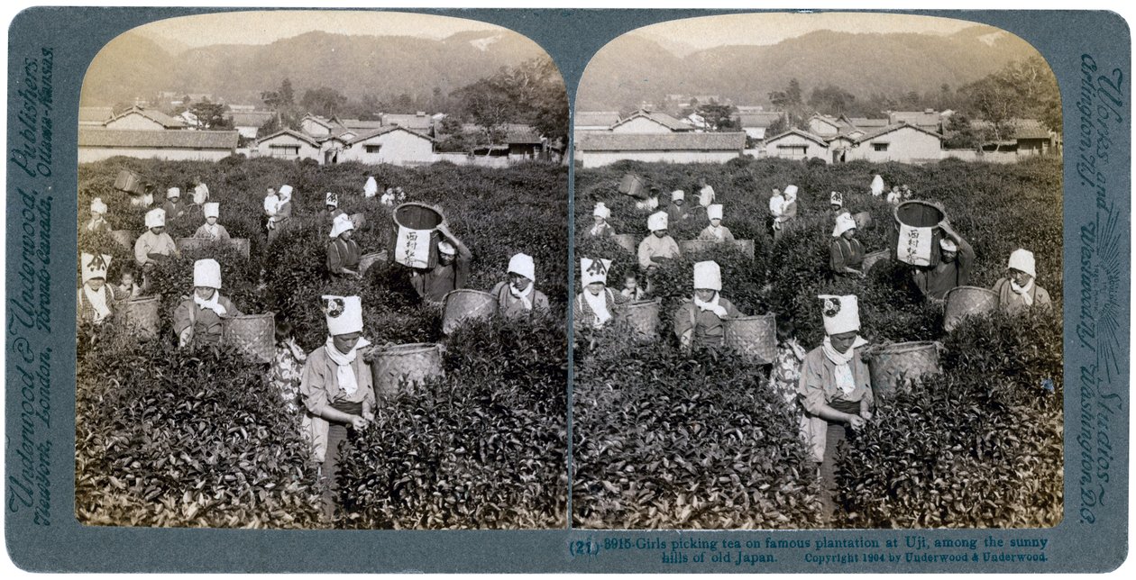 Girls picking tea on the famous plantation at Uji, Japan by Underwood and Underwood