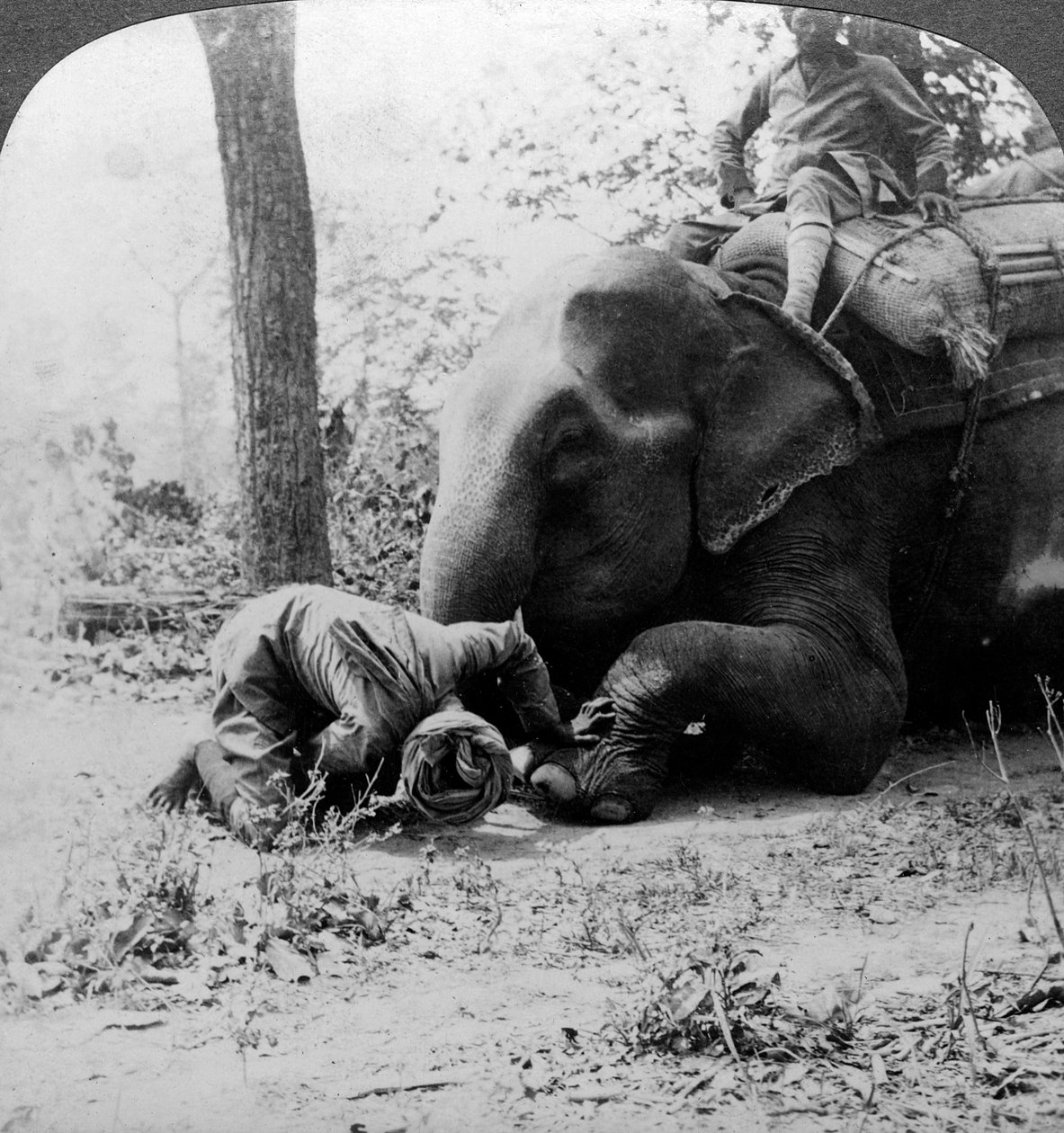Mahout removing a thorn from an elephant