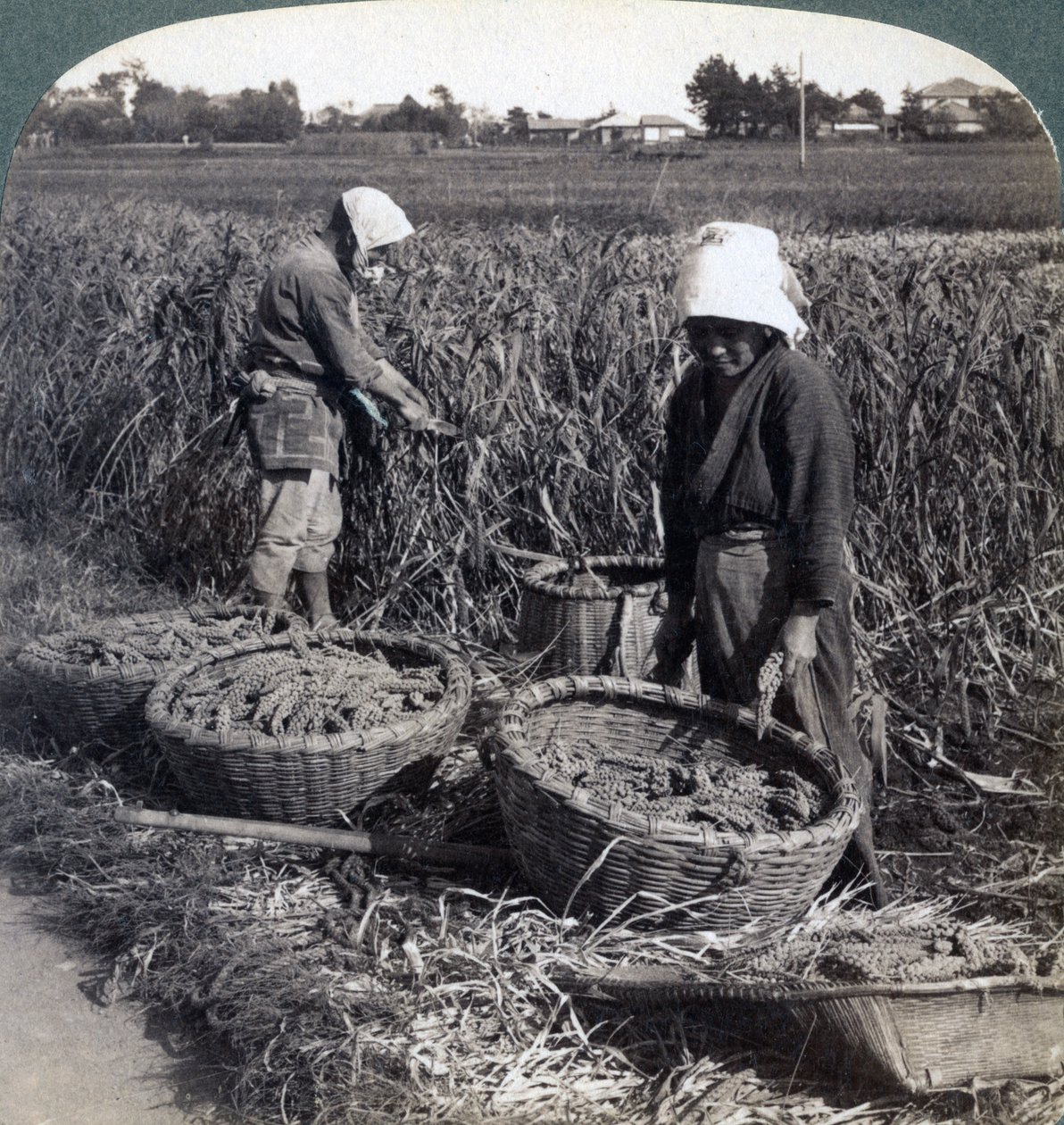 Peasants Cutting Millet, Near Yokohama, Japan by Underwood and Underwood