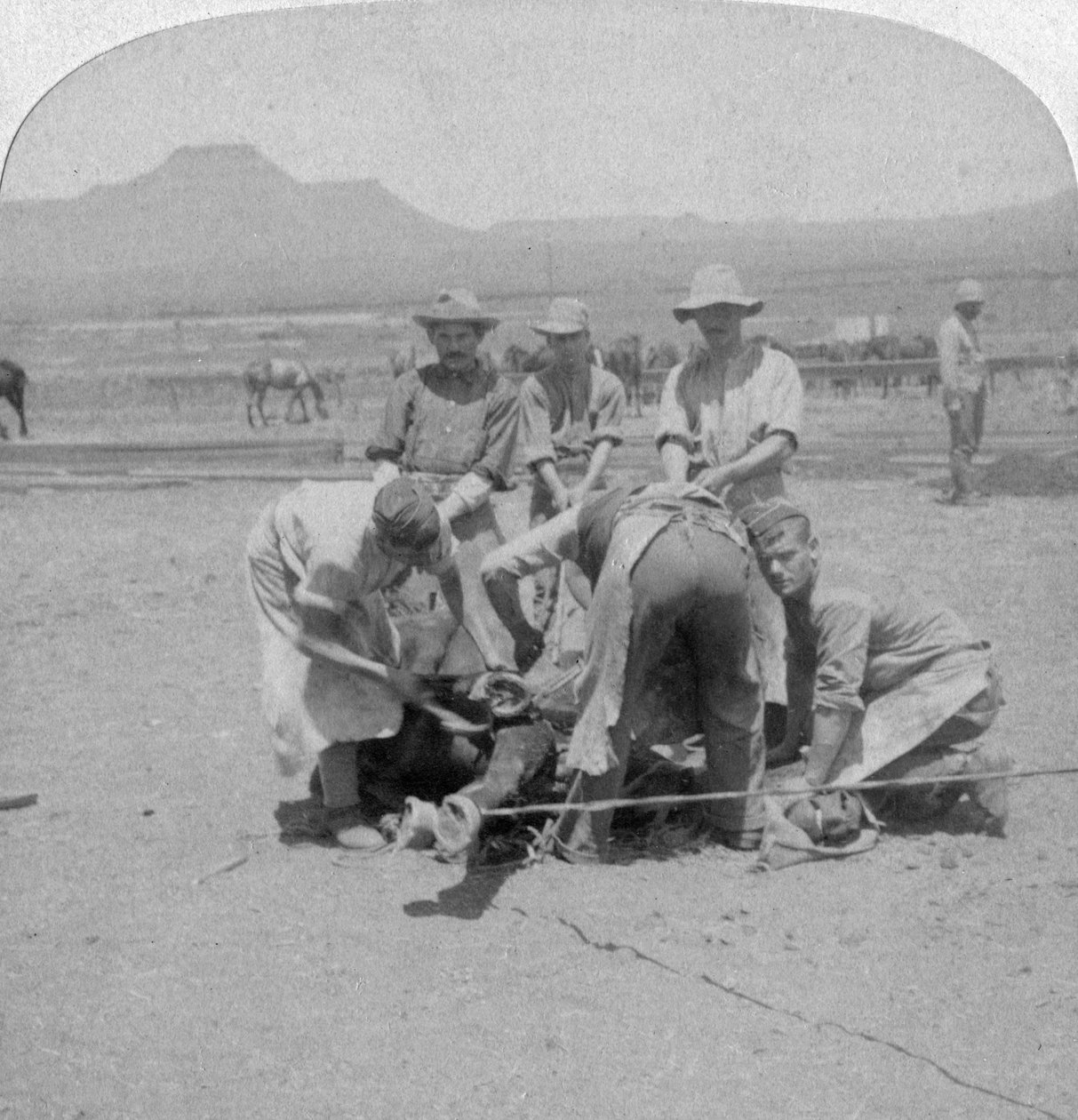 Shoeing horses at Naauwpoort, South Africa, Boer War by Underwood and Underwood