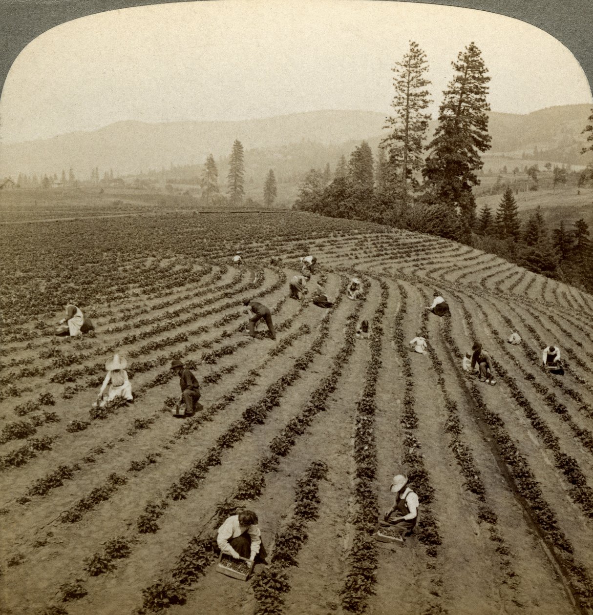 Strawberry picking, Cedar Creek Farm, Hood River Valley, Oregon, USA by Underwood and Underwood