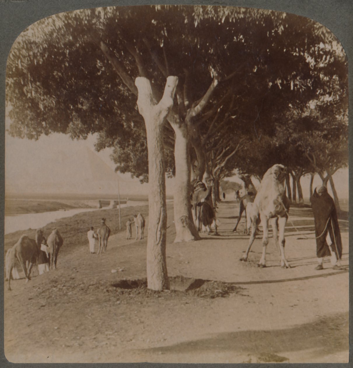 The Road to the Pyramids, Egypt, 1896 by Underwood and Underwood