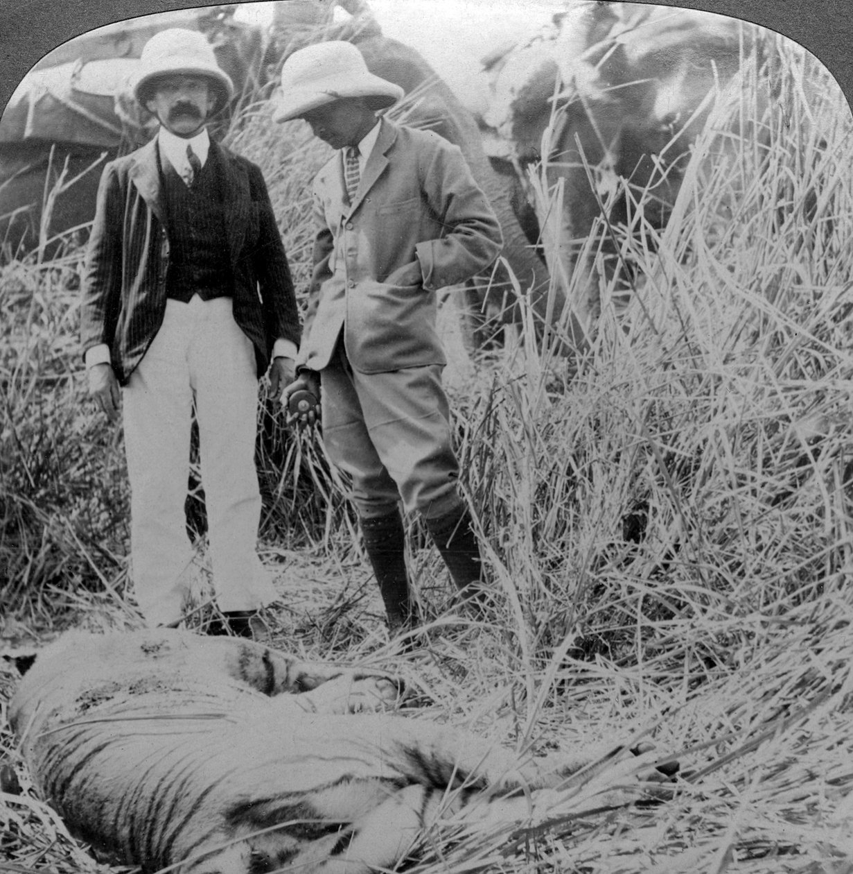 The Dead Maneater, Behar Jungle, India by Underwood and Underwood