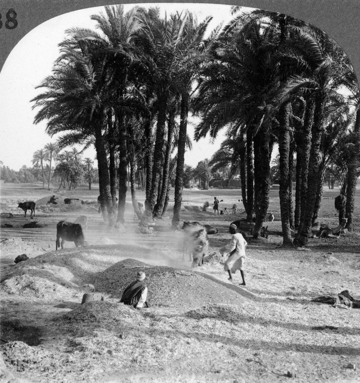 The Winnowing of the Grain after Threshing, Egypt by Underwood and Underwood