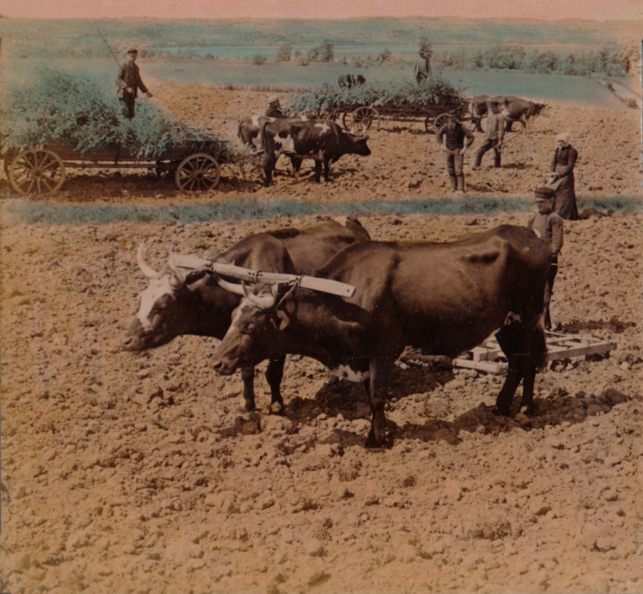 Thrifty Country-Folk with Their Cattle at Work on a Farm Near Jonkoping, Sweden by Underwood and Underwood