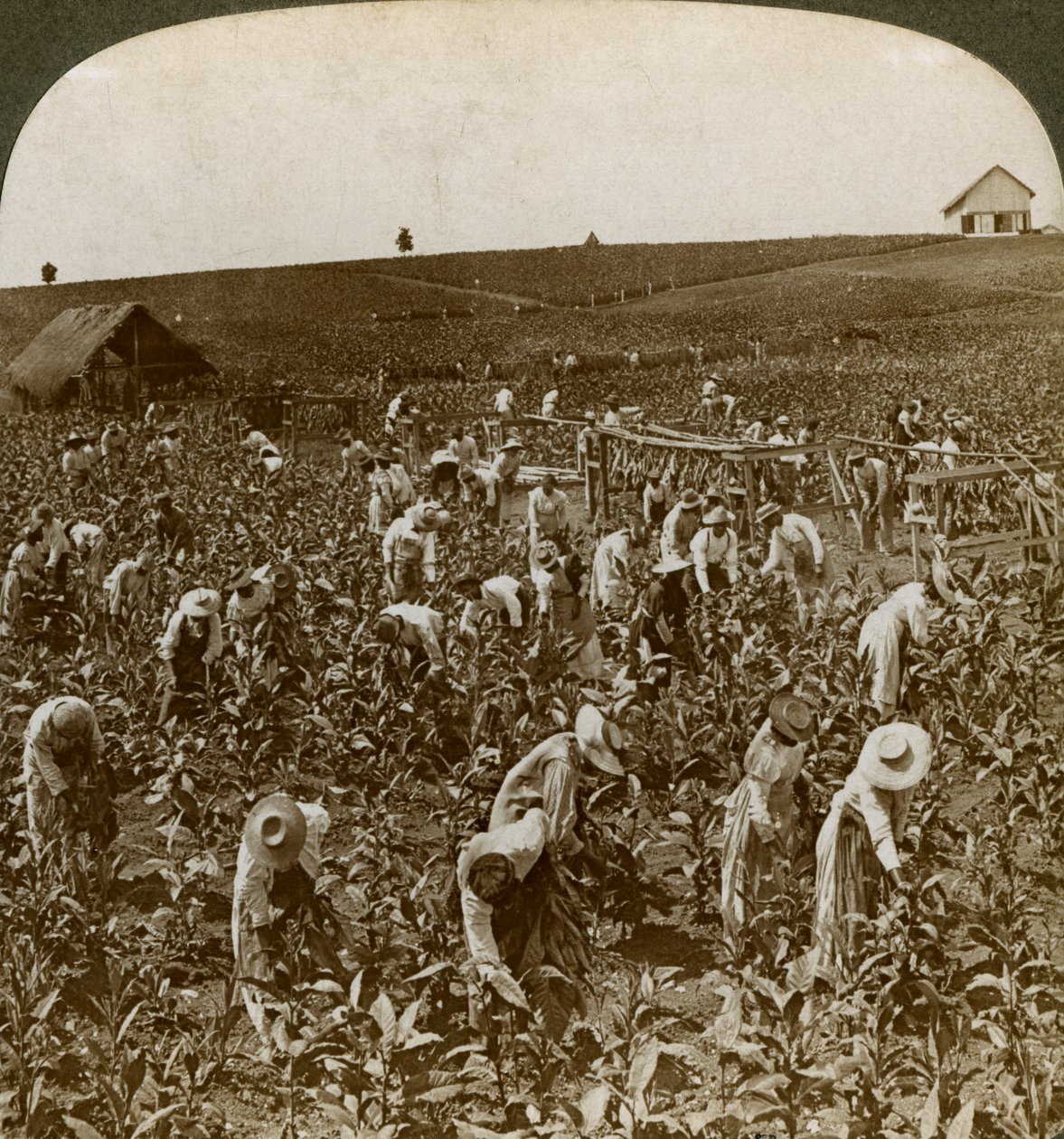 Tobacco field, Montpelier, Jamaica, 1900 by Underwood and Underwood