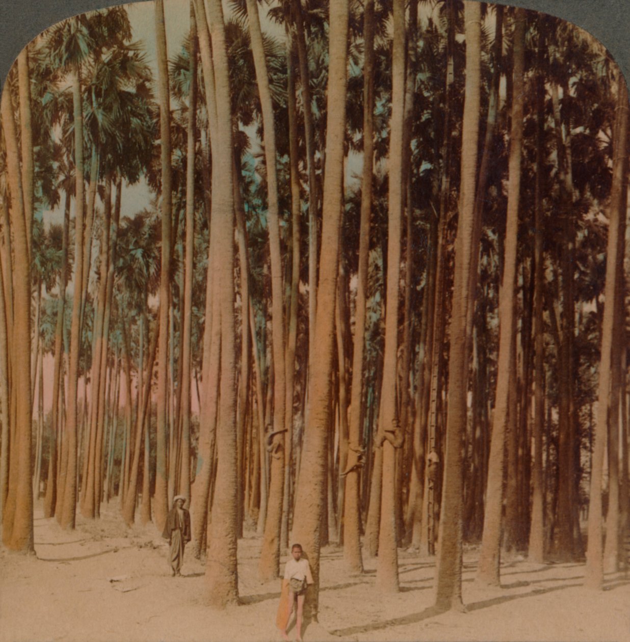 Toddy Palms 100 ft. Tall, Pagan, Burma, 1907 by Underwood and Underwood