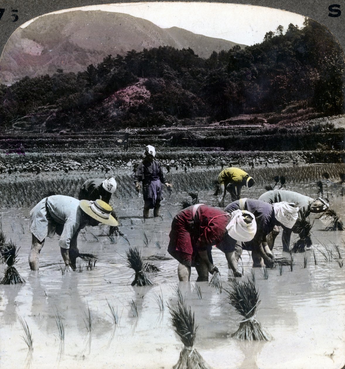 Transplanting rice in a paddy field, Japan, 1904 by Underwood and Underwood