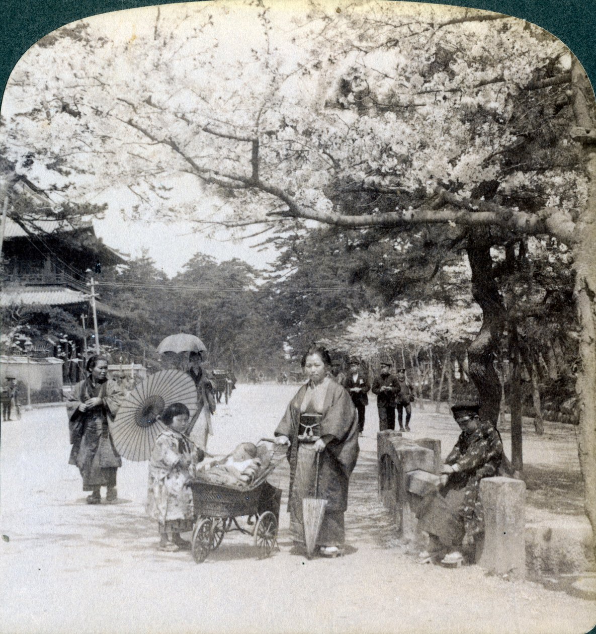 Under the cherry blossoms, looking northeast along the main avenue of Shiba Park, Tokyo, Japan by Underwood and Underwood
