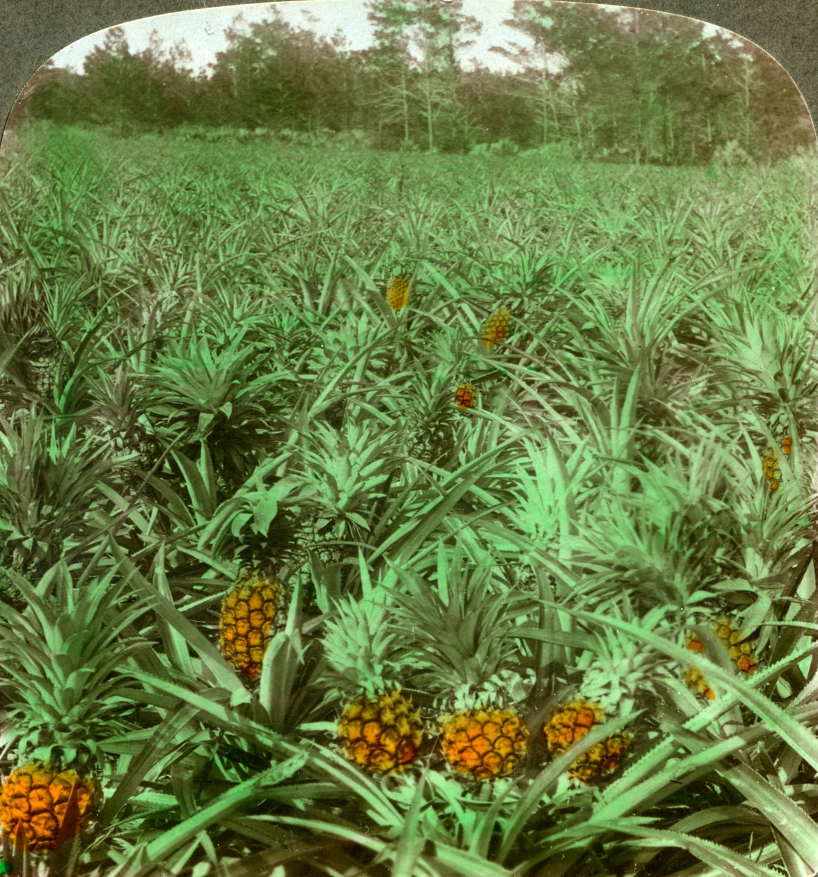 Where the Luscious Pineapple Grows, Florida, USA by Underwood and Underwood