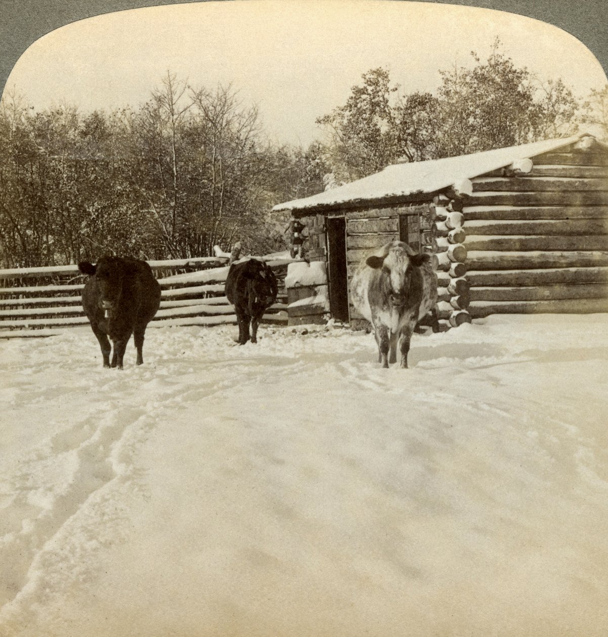Winter on a ranch, Montana, USA by Underwood and Underwood