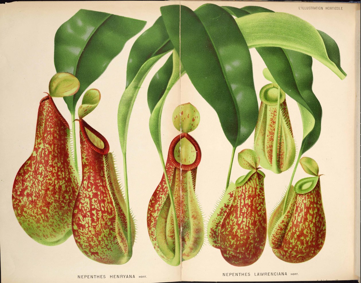 Nepenthes henryana & Nepenthes lawrenciana - L