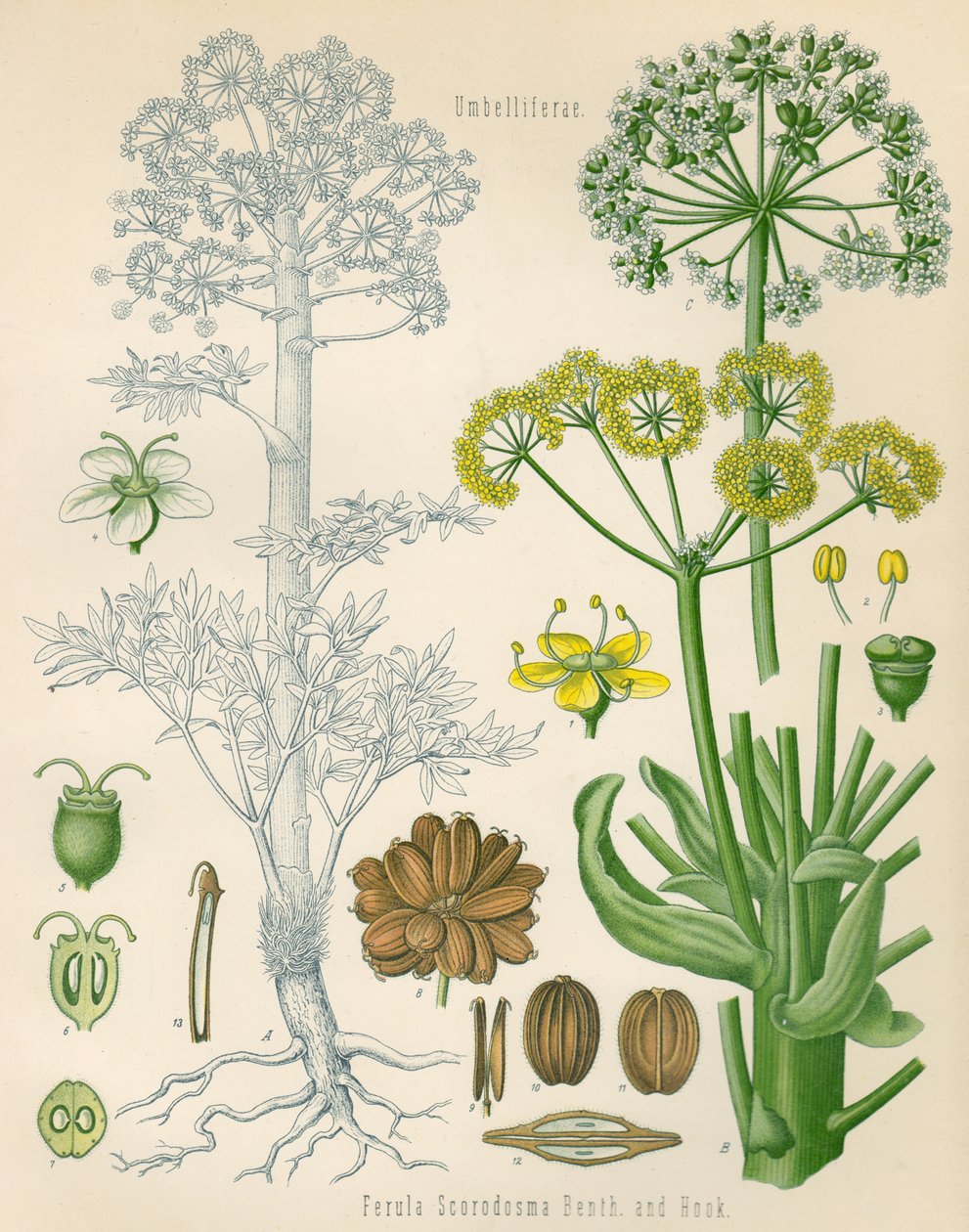 Illustration of Ferula assa-foetida by Unknown