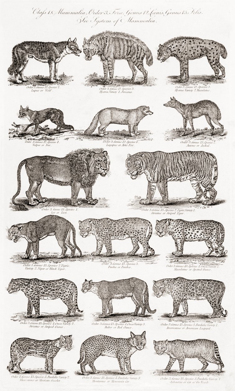 Different Types of Quadrupeds by Unbekannt Unbekannt