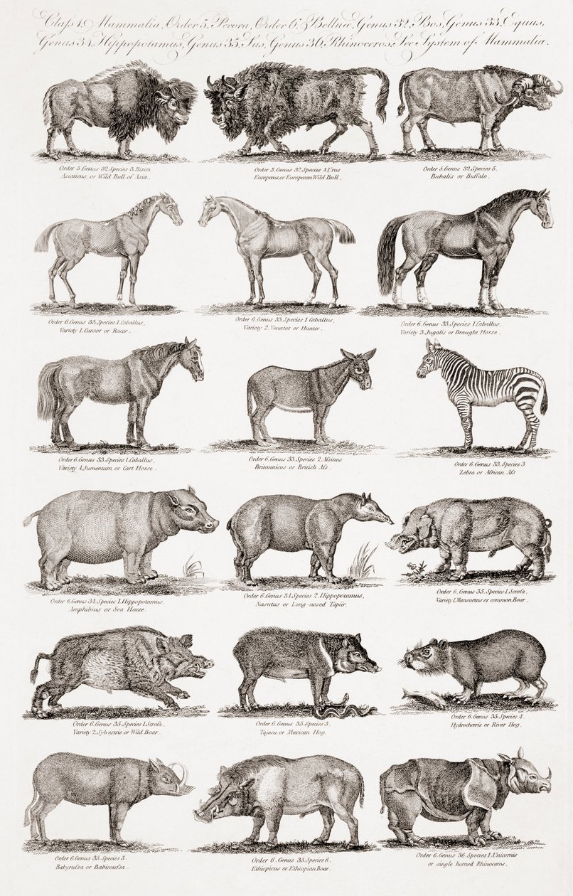 Different Types of Quadrupeds by Unbekannt Unbekannt