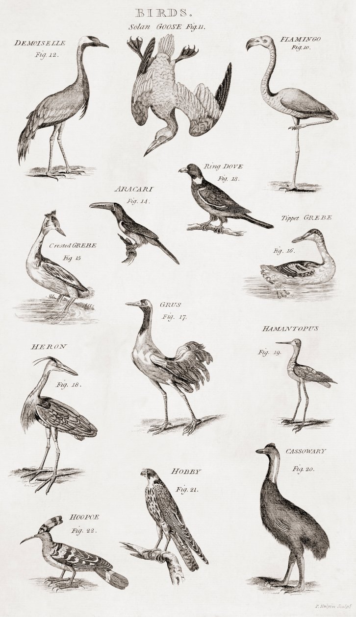 Different Types of Birds by Unbekannt Unbekannt