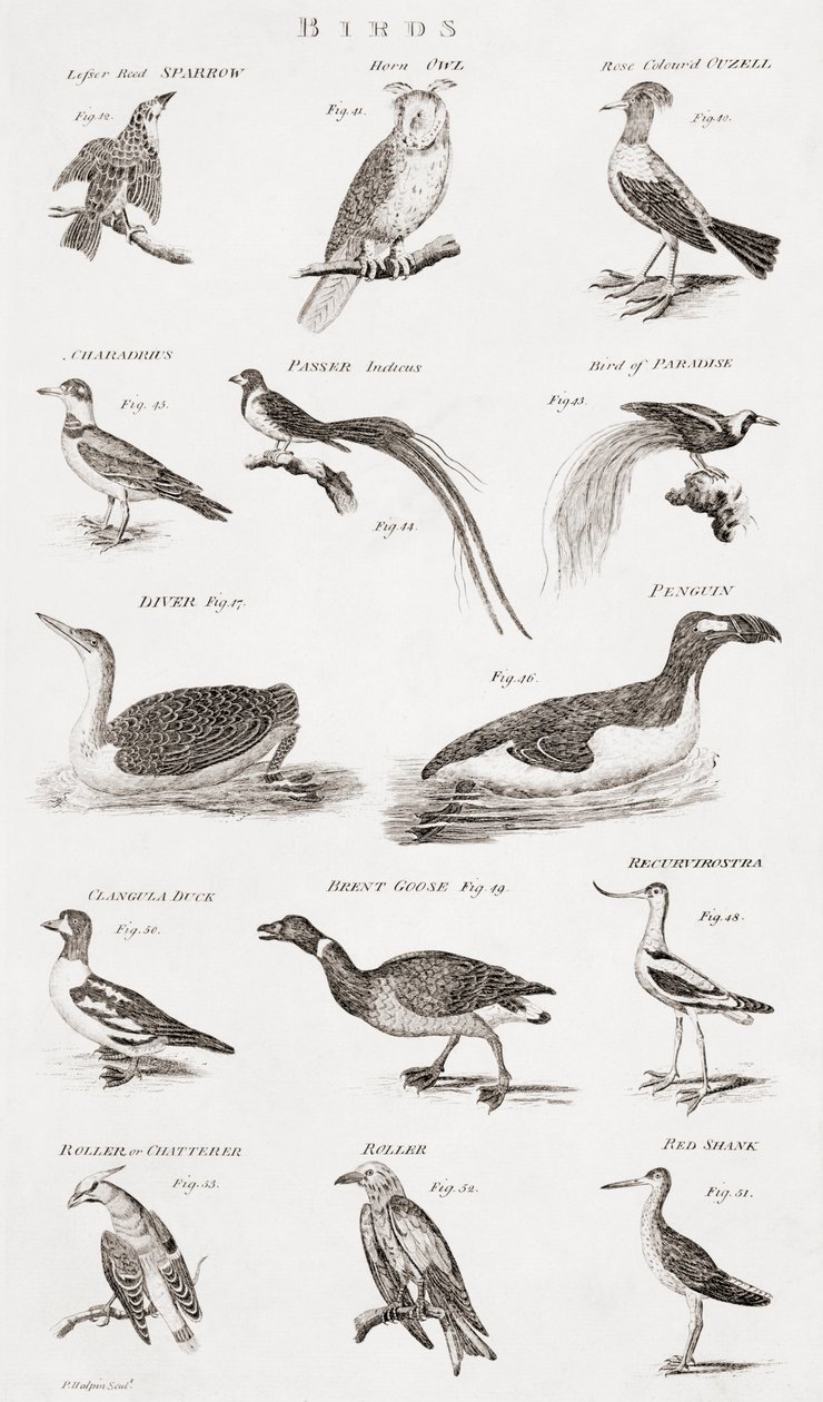 Different Types of Birds by Unbekannt Unbekannt