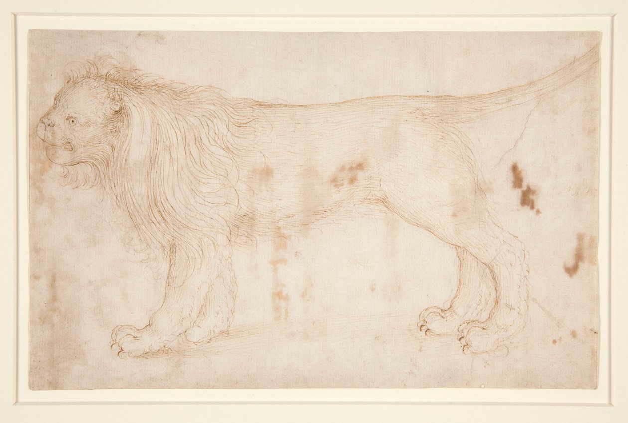 A Lion by Unknown