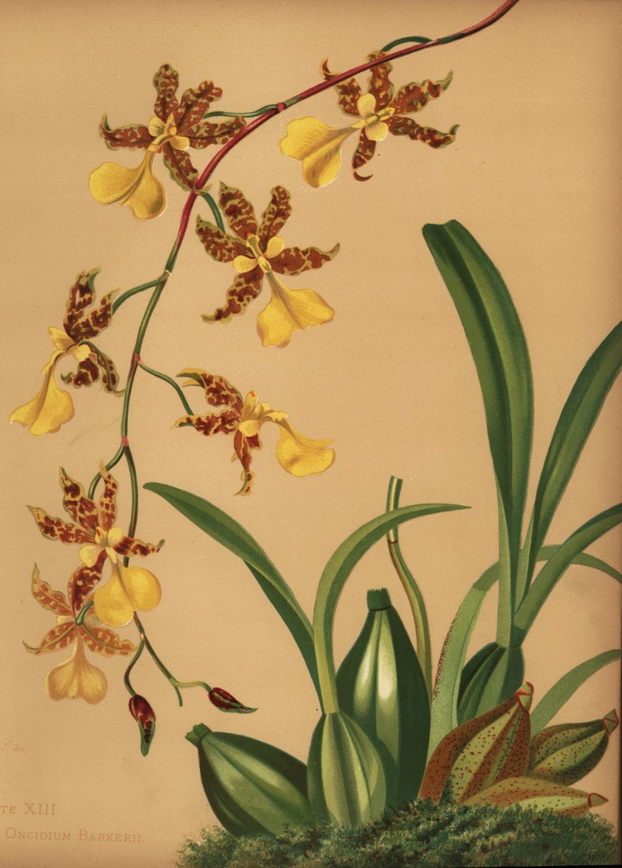 Dancing lady orchid, Oncidium tigrinum (Oncidium barkerii) by Unknown