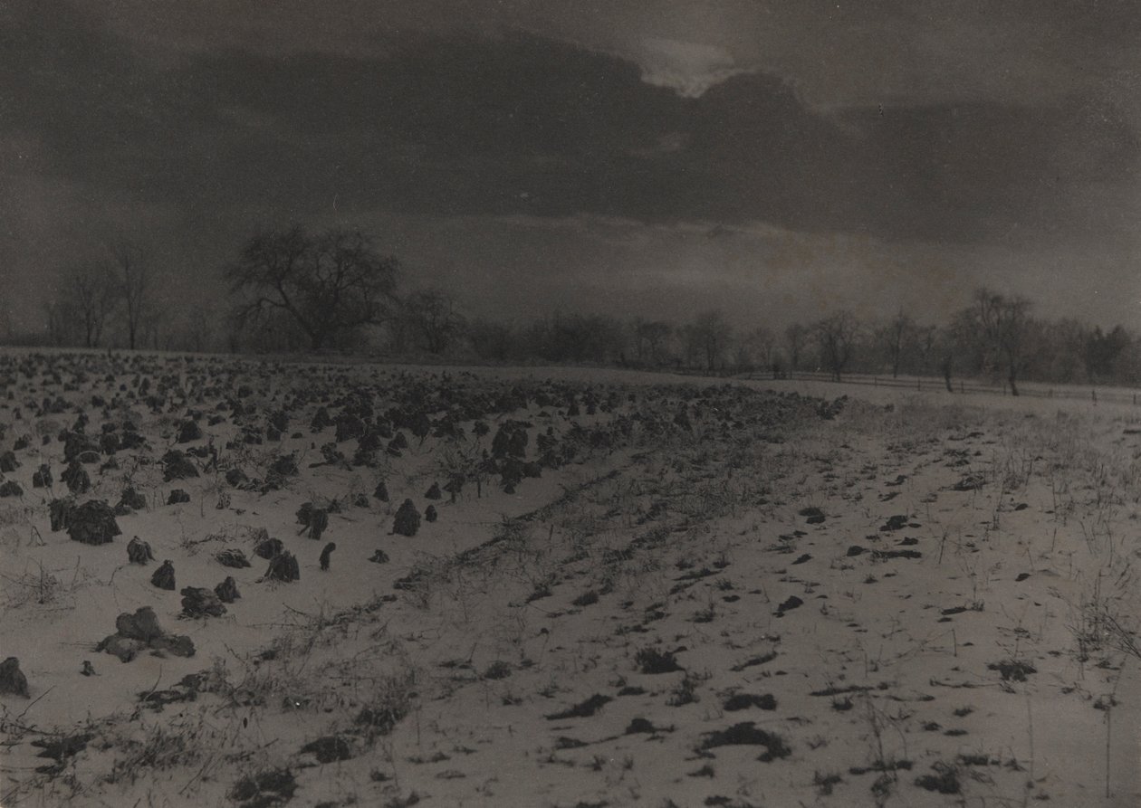 Field of Cabbages Under Snow by Unknown