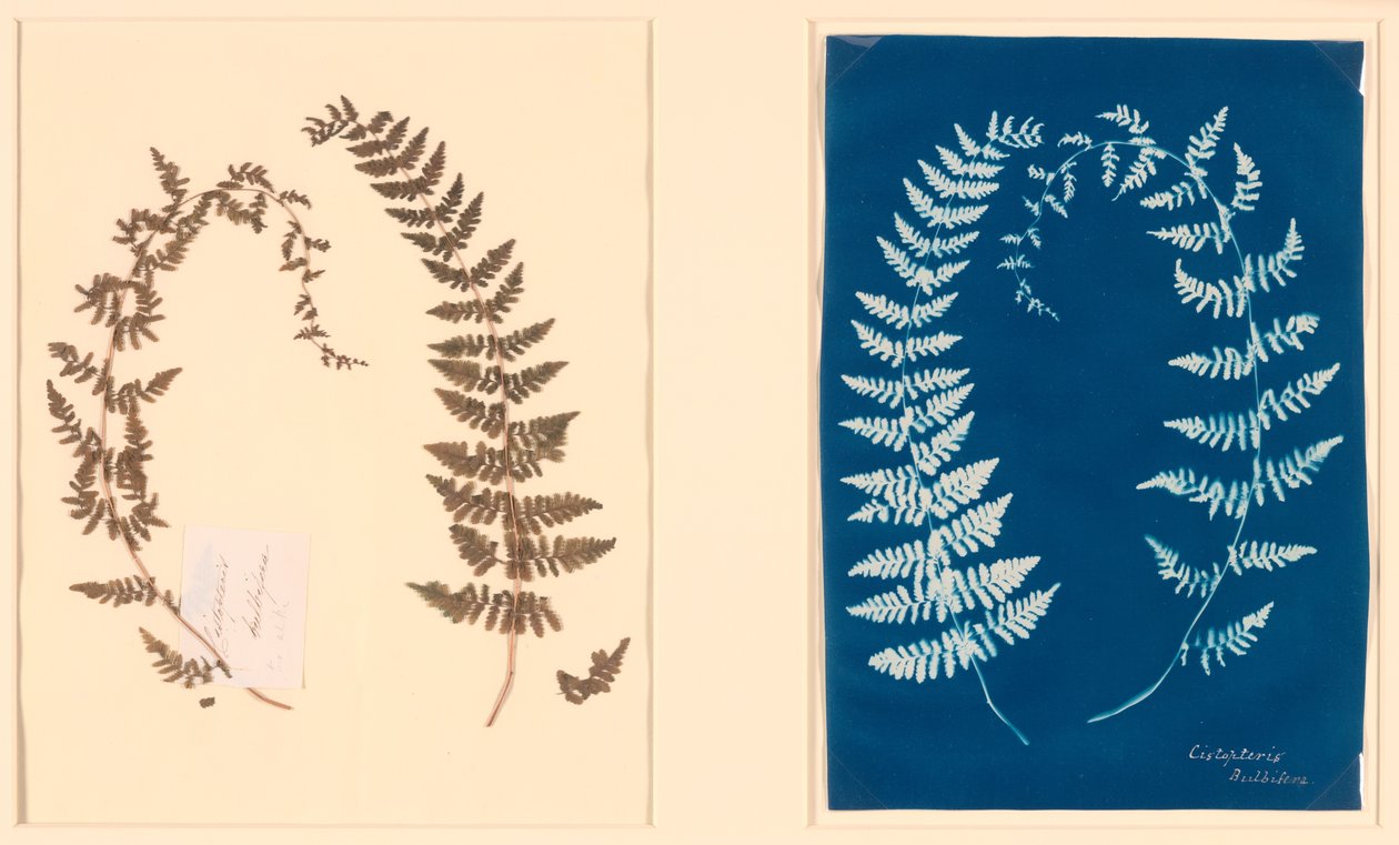 From the Hatton Fern Album by Unknown