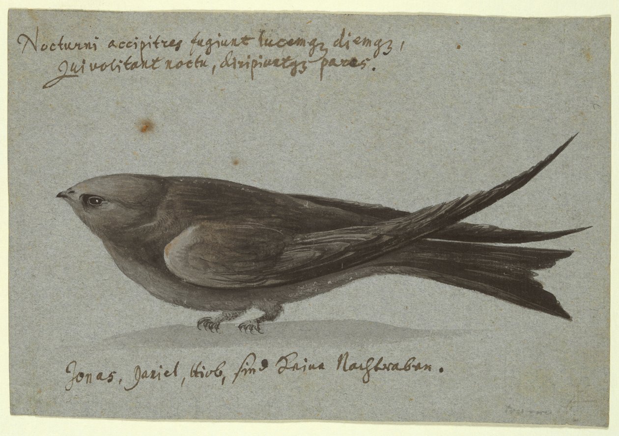 Nightjar by Unknown