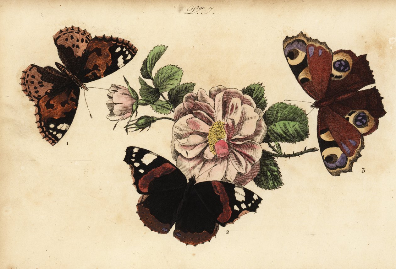 Painted Lady Butterfly, Red Admiral, and European Peacock by Unknown