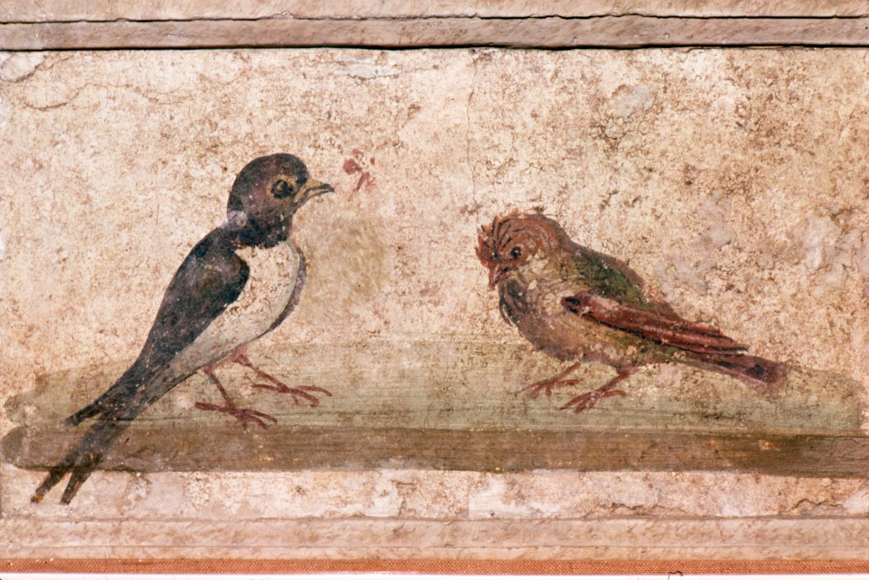 Swallow and Sparrow, Roman wall painting from Boscoreale near Pompeii, 1st century by Unknown