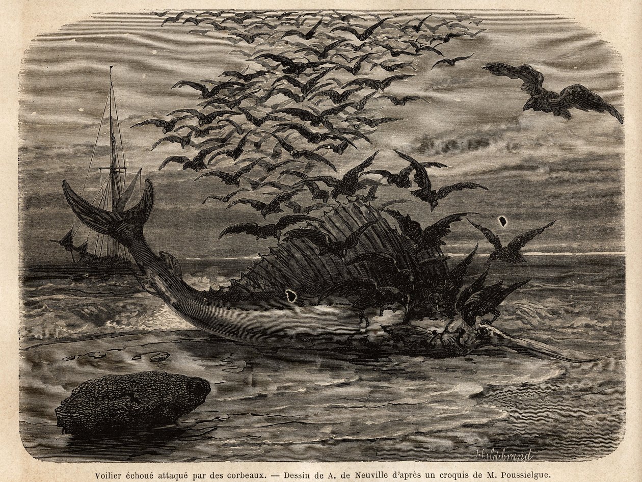 A cosmopolitan sailboat, the fastest fish in the world, thanks to its sail-shaped fin on its back, faulted on the shore and attacked by crows. Engraving to illustrate the story Quatre mois en Florida, by M. Pousselgue, in 1851-1852, published in le tour du by Unknown artist