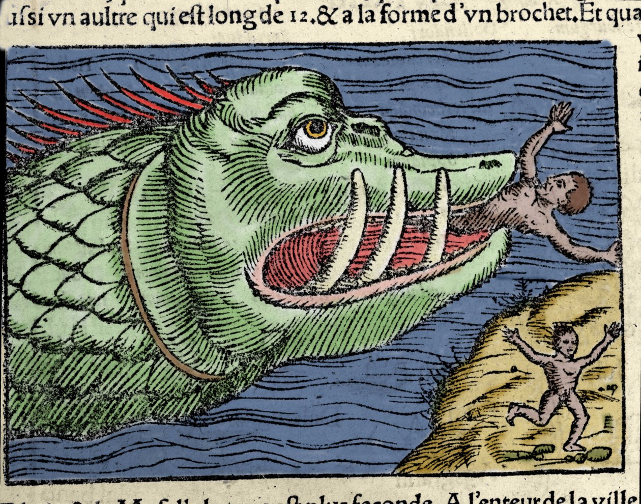 A marine monster beats a swimmer near the coast of Norway. Engraving by Olaus Magnus, Swedish religious and geographer, 