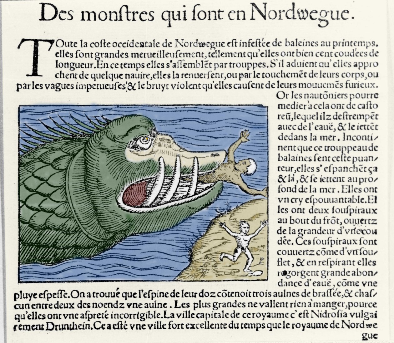 A marine monster beats a swimmer near the coast of Norway. Engraving by Olaus Magnus (1490 - 1557), Swedish religious and geographer, 