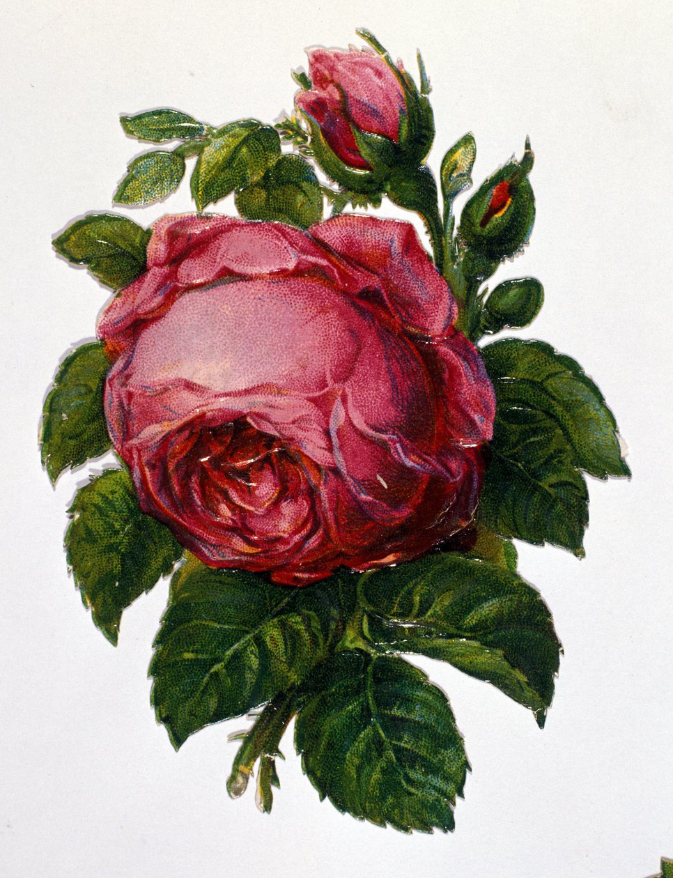 A rose by Unknown artist