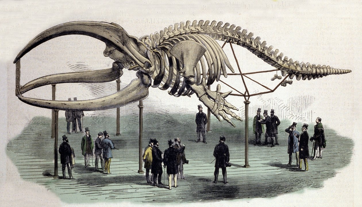 A skeleton of whales at the Royal College of Surgeons in London. 19th century engraving by Unknown artist