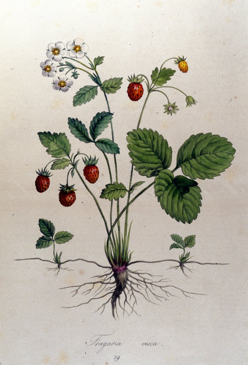 A strawberry tree and its fruits: 19th century botanical board by Unknown artist