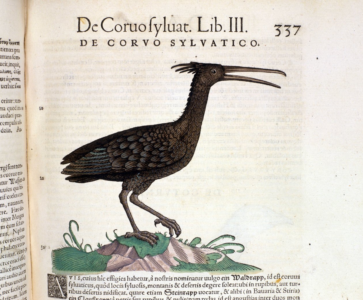 A wild raven from the Historia Animalium of Conrad Gesner, Tiguri 1560. Biblioteca Nazionale Braidense. Milan by Unknown artist