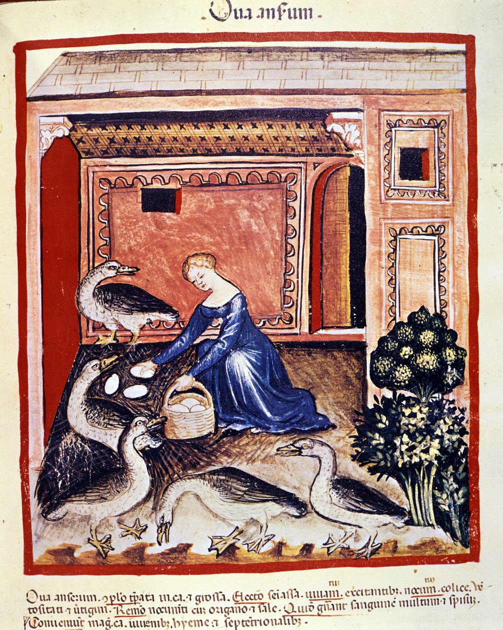 A young woman picks up cane eggs. Illumination from 