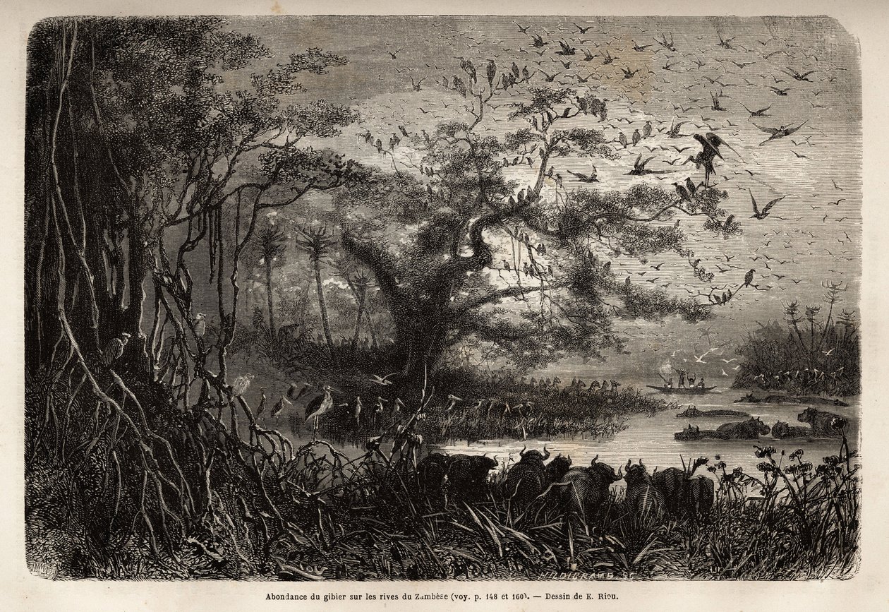 Abundance of Game on the Banks of the Zambese, Engraving to Illustrate Dr. Livingstone