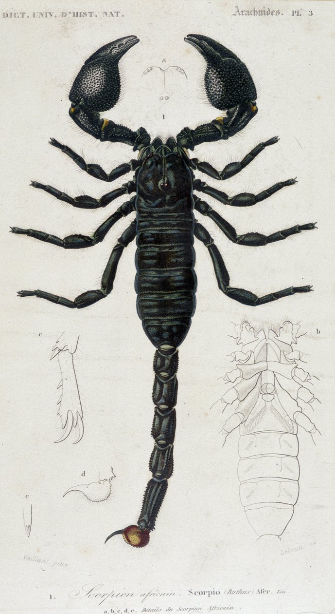 African Scorpion - Natural History Board by Unknown artist