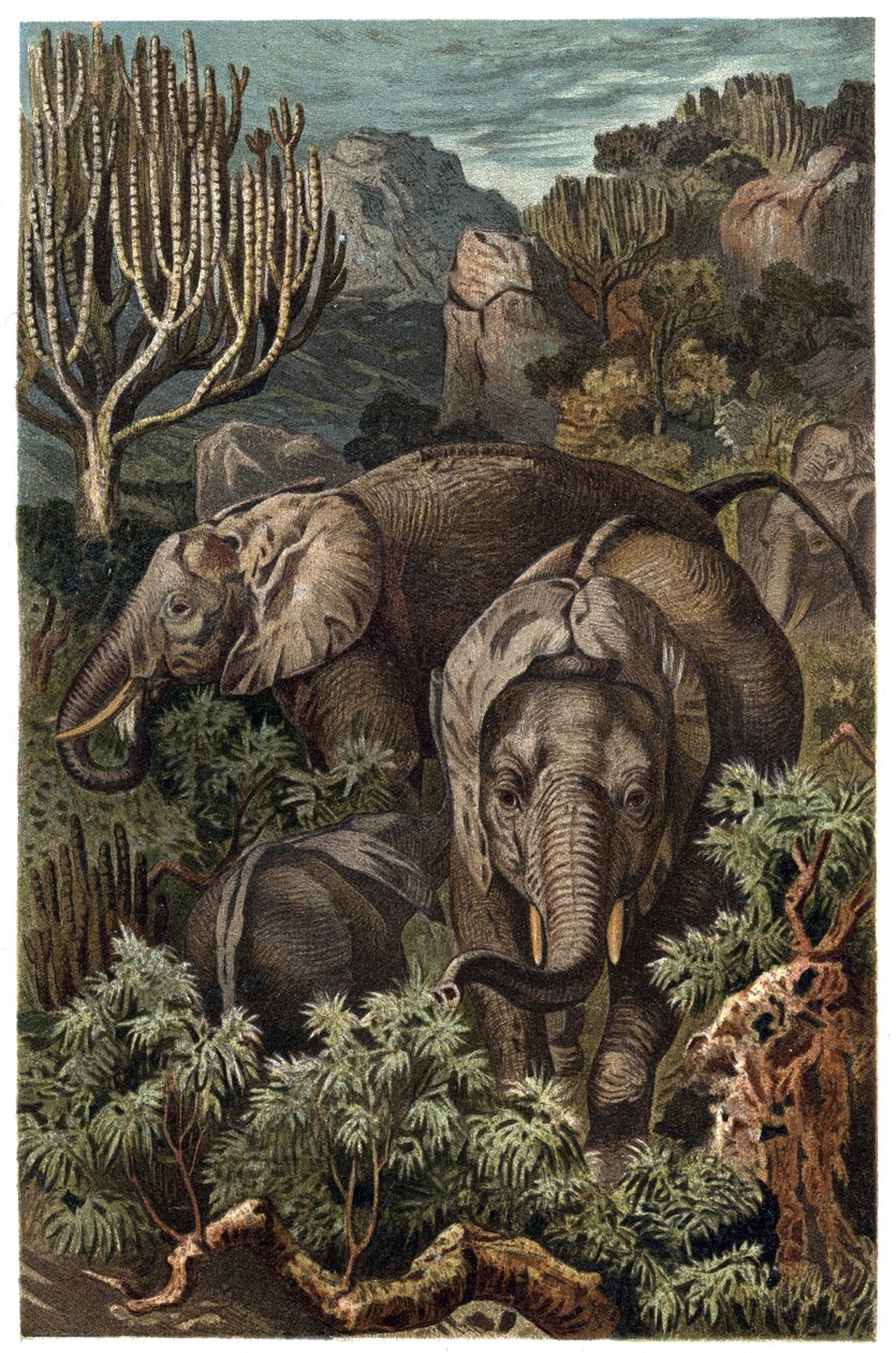 African Elephant (Loxodonta) - engraving from 