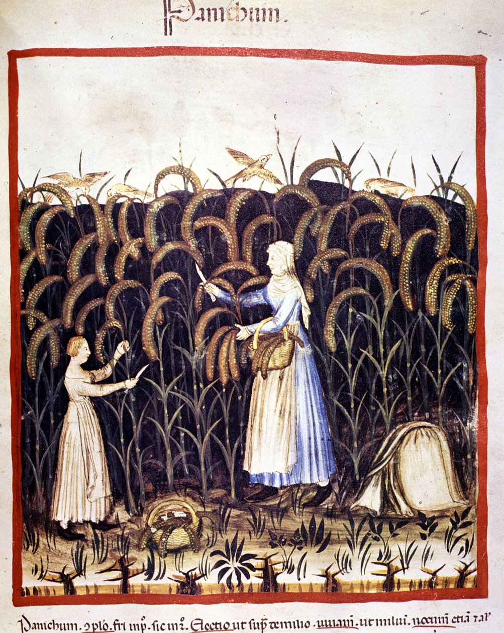 Agriculture. Harvesting panic (cereal). Illumination from the Tacuinum sanitatis by Unknown artist