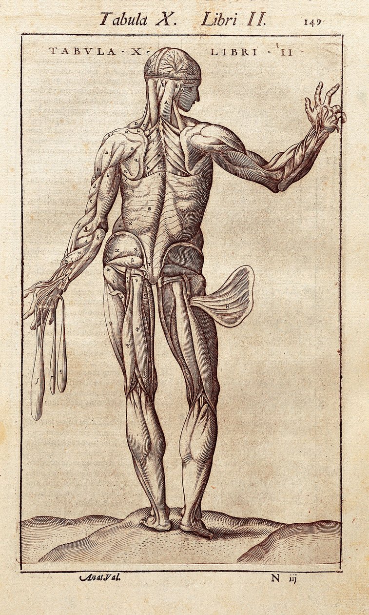 Anatomical board representing a man on the back (engraving in "Anatomia Corporis Humani" by Juan Valverde De Amusco) by Unknown artist
